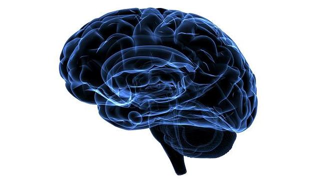 Nuevas herramientas para "mapear" el cerebro